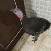 فروش بوقلمون