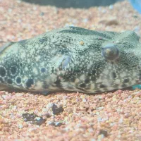 پافر معاوضعه با چانا