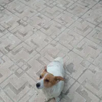 پاکوتا روباهی دوساله بسیار تیز و بازیگوش|سگ|مراغه, |دیوار