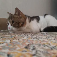 گربه خونگی|گربه|مشکین‌دشت, |دیوار