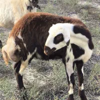 بره اصل بروجردی یکیش قوچ خورده|حیوانات مزرعه|سیمین شهر, |دیوار