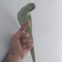 طوطی نر