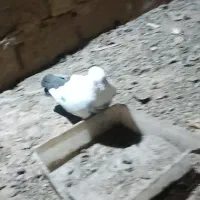 کبوتر دم قهوه‌ای