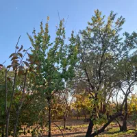 باغ سر سبز ۳۵ قصب|فروش زمین و ملک کلنگی|پاریز, |دیوار