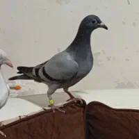 جوجه پلاکی هیچ پر|پرنده|اهواز, منبع اب|دیوار