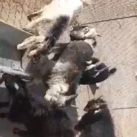 کهره نر سروستان