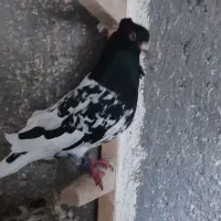 کله سیاه نر