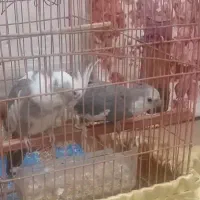 فروش جفت مولدعروس هلندی نروایت فیس ''وماده دوکت