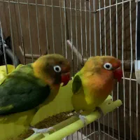 معاوضه طوطی برزیلی با هرچی|پرنده|شاهین‌شهر, شهرک گلدیس|دیوار