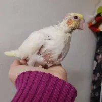 جوجه عروس هلندی|پرنده|دزفول, |دیوار