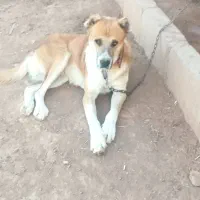 واگذاری، سگ سراب|سگ|اشتهارد, |دیوار