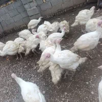 بوقلمون 4ماهه