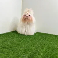 شیدزو سوپر فلت/شیدزو/فروش پت|سگ|تهران, تهرانپارس غربی|دیوار