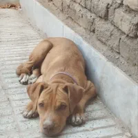 حیوان|سگ|سبزوار, امیر کبیر|دیوار