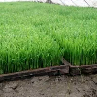 فروش نشاء آماده کشت طارم