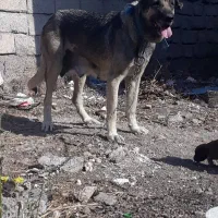 سگ عراقی اصل قیمت ۱۰ تومن