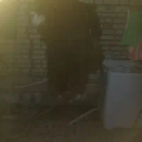 پوست گوسفند