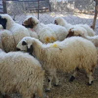 ۱۱ عدد بره جفتی ۵۰کیلو