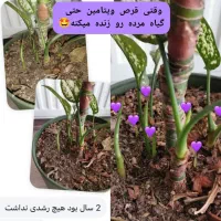 قرص کود ۱۲۰ عددی ویتامین گیاه رشد انفجاری پاجوش|گل و گیاه طبیعی|آبادان, |دیوار