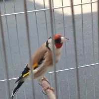 سهره متولد قفس