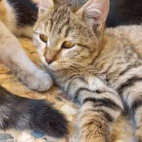 بچه گربه خانگی