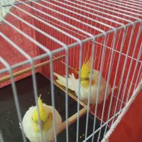 عروس هلندی سرحال شیطون