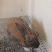 دو عدد خرگوش|موش و خرگوش|ایذه, |دیوار