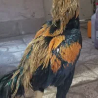 خروس لاری