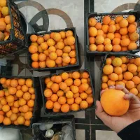 یافاشیرین به شرط آبدار بودن شیرین بودن