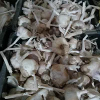 سیر|خوردنی و آشامیدنی|کرمانشاه, |دیوار