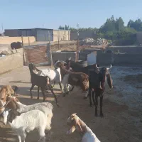 دو عدد کل کاهار کاموری مست|حیوانات مزرعه|شهمیرزاد, |دیوار