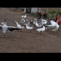 غاز محلی گوشتی|حیوانات مزرعه|دره رود, |دیوار