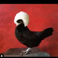 تخم مرغ لهستانی و لاری