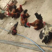 تعدادی خروس