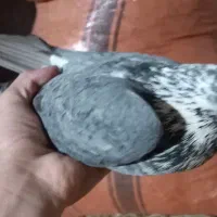 کبوتر مسافتیومهلی