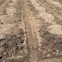 کاشت نهال کیوی (صفر تا صد)