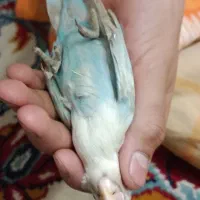 تعدادی جوجه کوتوله برزیلی فول دستی|پرنده|مشهد, وحید|دیوار