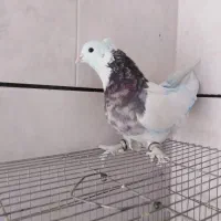 کبوتر طوقی هفت رنگ نر|پرنده|خمینی‌شهر, |دیوار