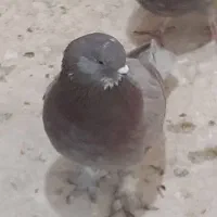 فروش کبوتر های جفت درجه یک با پریدن ۵ تا ۶ساعت نیم|پرنده|سیستان, |دیوار