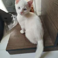 گربه پرشین ماده