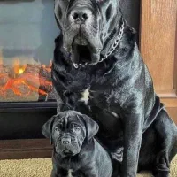 واگذاری کن کورسو .سگ .نگهبان .ژرمن.داگو