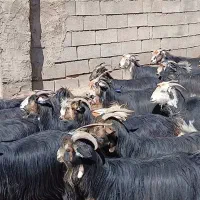 حیوانات مزرعه