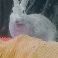 خرگوش نر