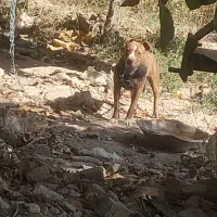 واگذاری پیتبول ماده ۱۱ ماهه