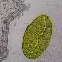 کتاب کار هفتم فارسی.ریاضی.انگلیسی.