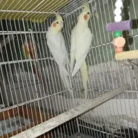 طوطی گرینچیک وعروس هلندی|پرنده|سعدآباد, |دیوار