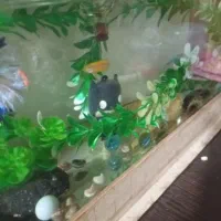 آکواریوم با ماهی|ماهی|شیراز, شاپورجان|دیوار