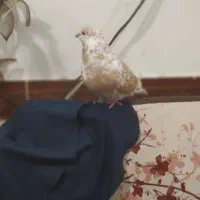 کبوتر پرشی|پرنده|خرمشهر, |دیوار