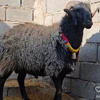 برای تمامی مراسم های شما عزیزان گوسفندّ موجود استّ