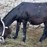 شیر خر ارگانیک